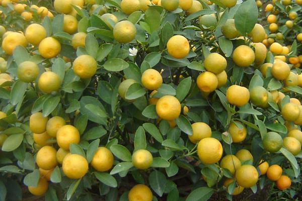 盆栽四季桔怎么修剪枝葉 四季桔一年長幾次果實
