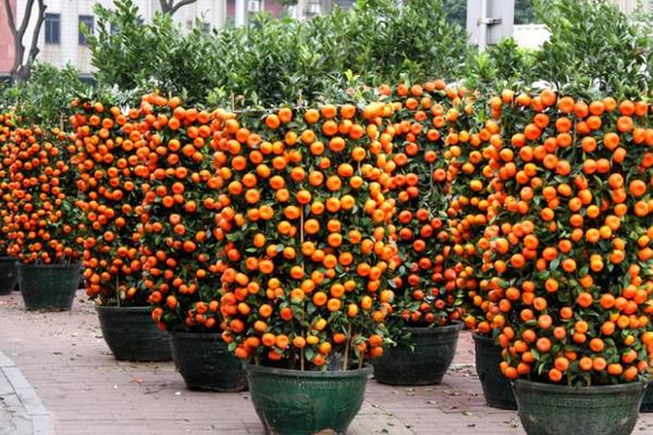 盆栽四季桔怎么修剪枝葉 四季桔一年長幾次果實