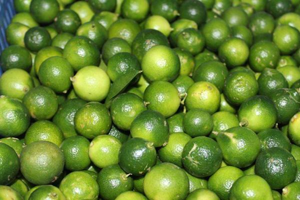 青金桔和金桔的區別是什么 青金桔和黃金桔一樣嗎