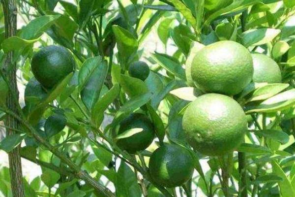 青金桔市場(chǎng)價(jià)格多少錢(qián)一斤 青金桔產(chǎn)地在哪里