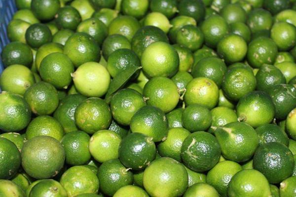 青金桔市場(chǎng)價(jià)格多少錢(qián)一斤 青金桔產(chǎn)地在哪里