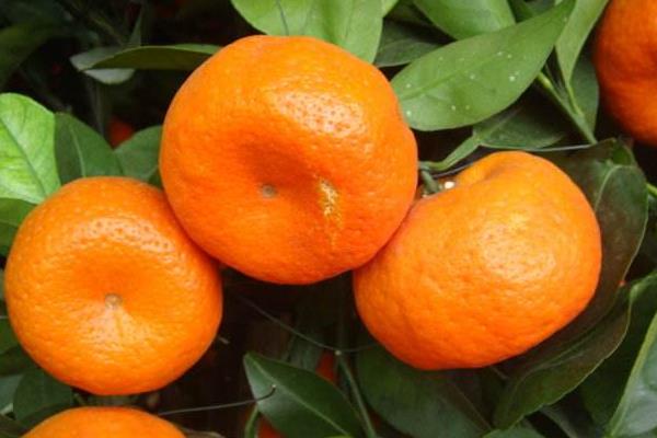 朱砂桔怎么種 朱砂桔種植技術(shù)與管理方法