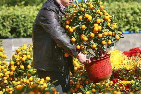 朱砂桔的功效與作用 朱砂桔能吃嗎