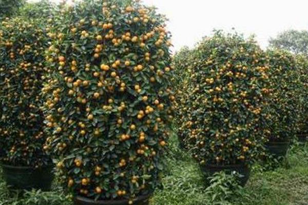 朱砂桔怎么種 朱砂桔種植技術(shù)與管理方法