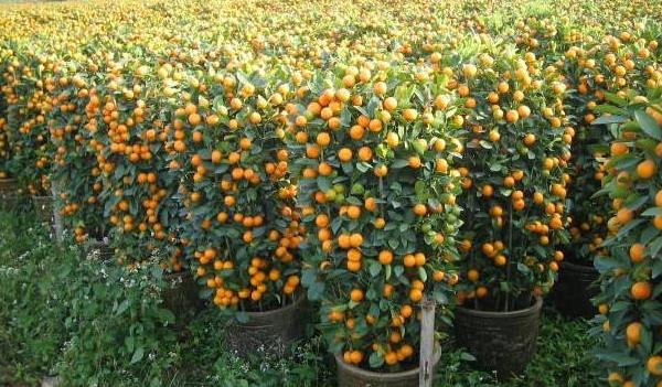 朱砂桔怎么種 朱砂桔種植技術(shù)與管理方法