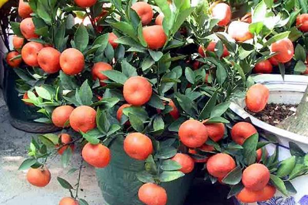 朱砂桔怎么種 朱砂桔種植技術(shù)與管理方法