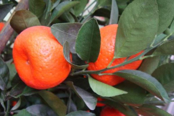 朱砂桔怎么種 朱砂桔種植技術(shù)與管理方法