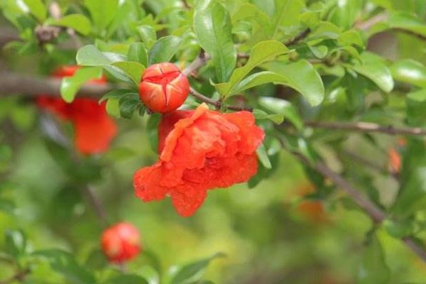 重瓣石榴怎么種 重瓣石榴種植技術與注意事項