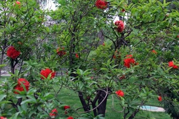 重瓣石榴怎么種 重瓣石榴種植技術與注意事項