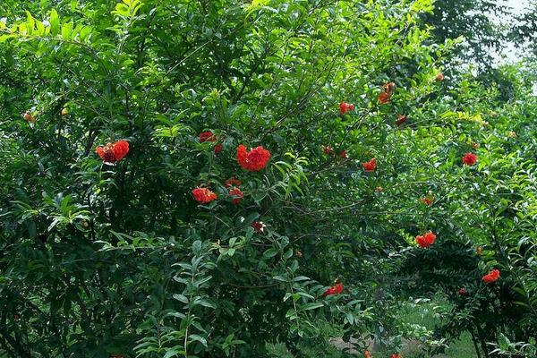 重瓣石榴怎么種 重瓣石榴種植技術與注意事項