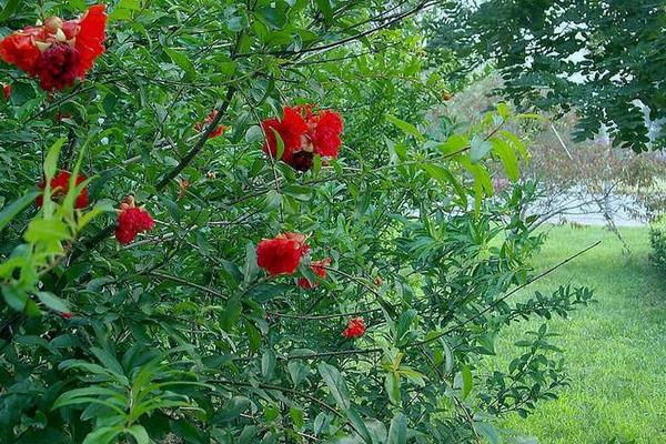 重瓣石榴怎么種 重瓣石榴種植技術與注意事項
