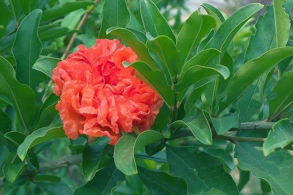 重瓣石榴怎么種 重瓣石榴種植技術與注意事項