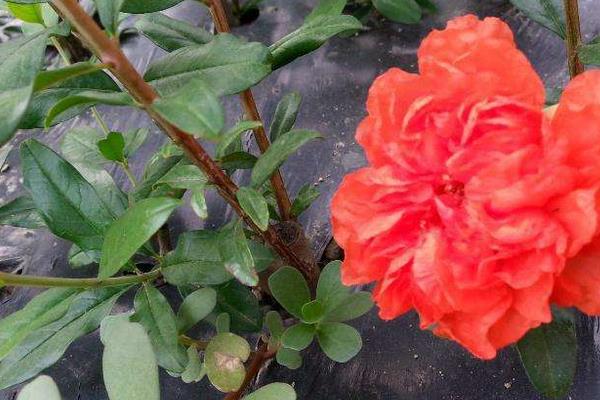 重瓣石榴怎么種 重瓣石榴種植技術與注意事項