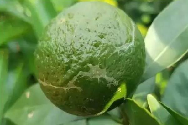 酸柑的功效與作用及禁忌 酸柑的營養價值