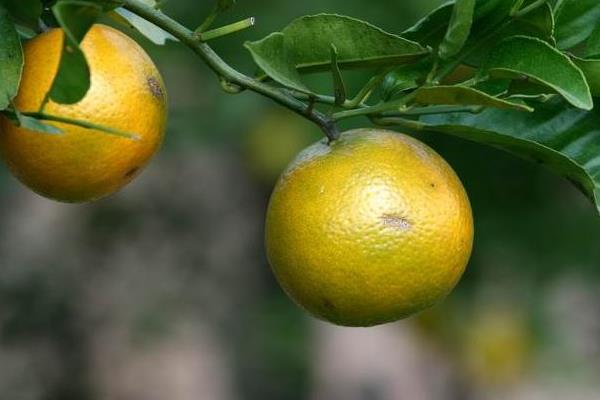 皇帝柑怎么種 皇帝柑種植技術與管理方法