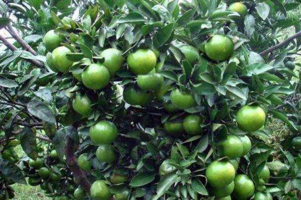 皇帝柑怎么種 皇帝柑種植技術與管理方法