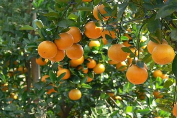 皇帝柑怎么種 皇帝柑種植技術與管理方法