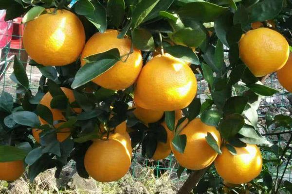 皇帝柑怎么種 皇帝柑種植技術與管理方法