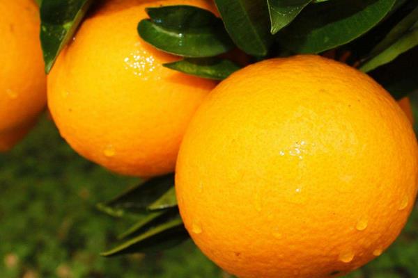 皇帝柑怎么種 皇帝柑種植技術與管理方法