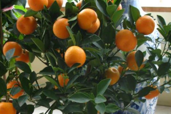 盆栽四季桔怎么養 四季桔怎么澆水（多久澆一次）