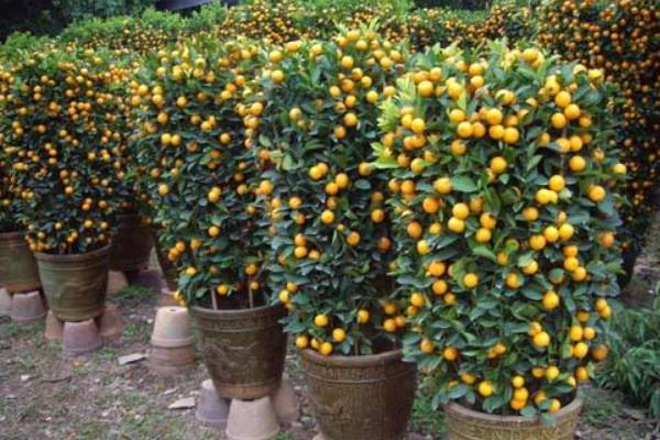 盆栽四季桔怎么養 四季桔怎么澆水（多久澆一次）