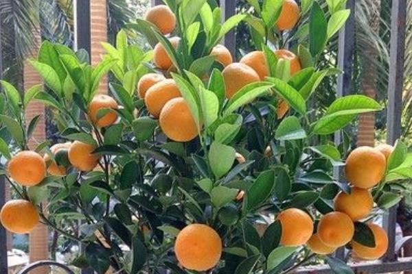 盆栽四季桔怎么養 四季桔怎么澆水（多久澆一次）