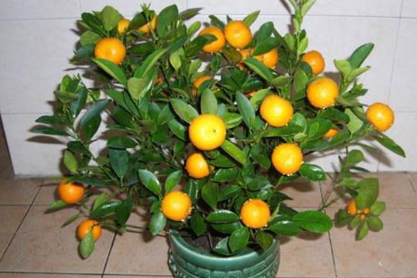 盆栽四季桔怎么養 四季桔怎么澆水（多久澆一次）