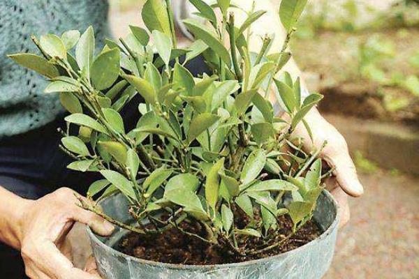 盆栽四季桔怎么養 四季桔怎么澆水（多久澆一次）