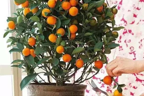 盆栽四季桔怎么養 四季桔怎么澆水（多久澆一次）