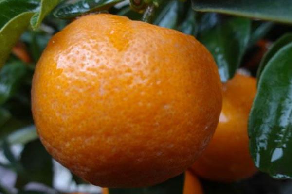 四季桔掉葉怎么辦 四季桔葉子變黃一碰就掉的解決方法