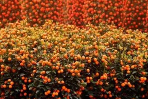 四季桔掉葉怎么辦 四季桔葉子變黃一碰就掉的解決方法