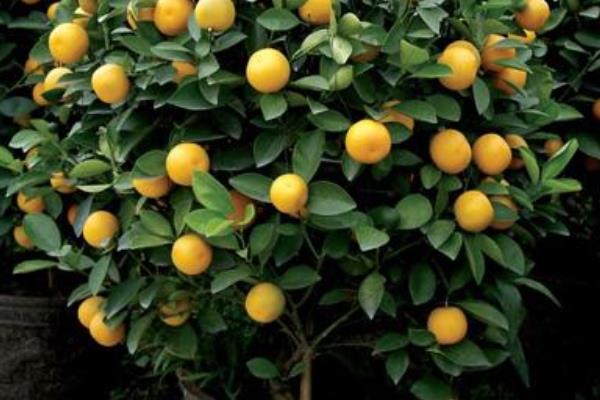 四季桔掉葉怎么辦 四季桔葉子變黃一碰就掉的解決方法