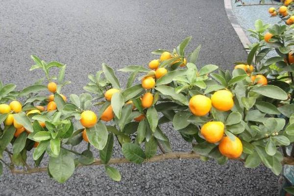 四季桔掉葉怎么辦 四季桔葉子變黃一碰就掉的解決方法