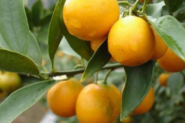 四季桔掉葉怎么辦 四季桔葉子變黃一碰就掉的解決方法