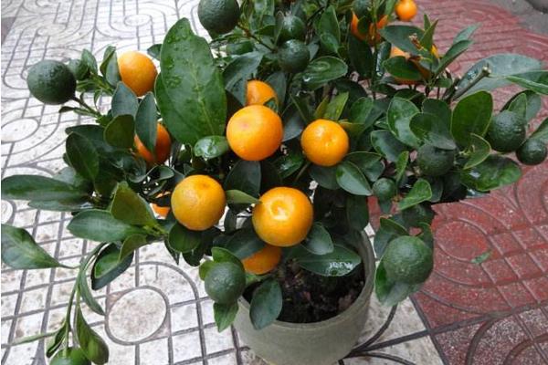 四季桔掉葉怎么辦 四季桔葉子變黃一碰就掉的解決方法