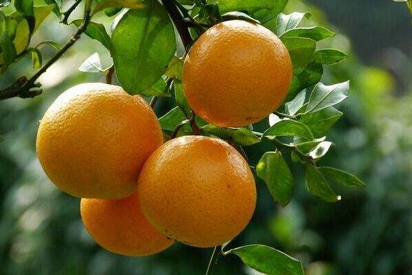 皇帝柑怎么種 皇帝柑種植技術與管理方法