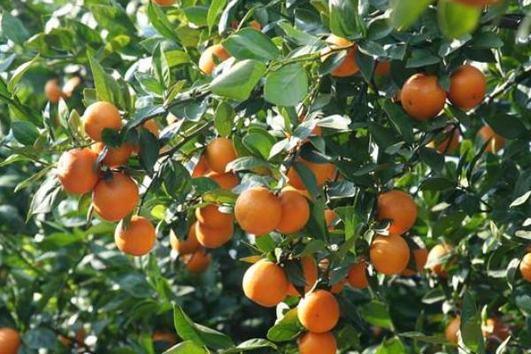 貢柑市場前景怎么樣 種貢柑效益高嗎