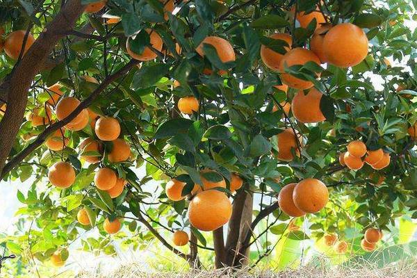 貢柑市場前景怎么樣 種貢柑效益高嗎