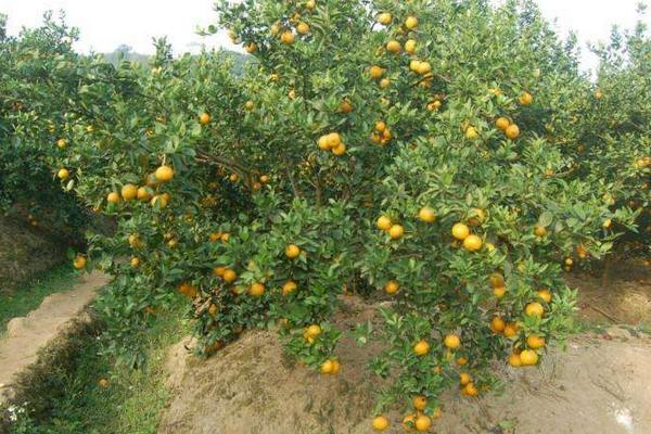 貢柑市場前景怎么樣 種貢柑效益高嗎