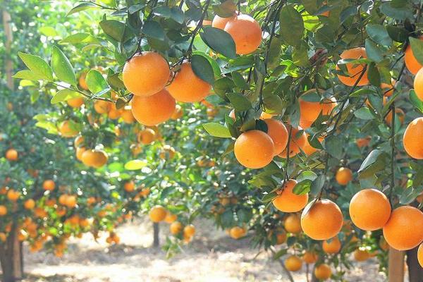 貢柑每畝栽多少株 貢柑畝產量有多少