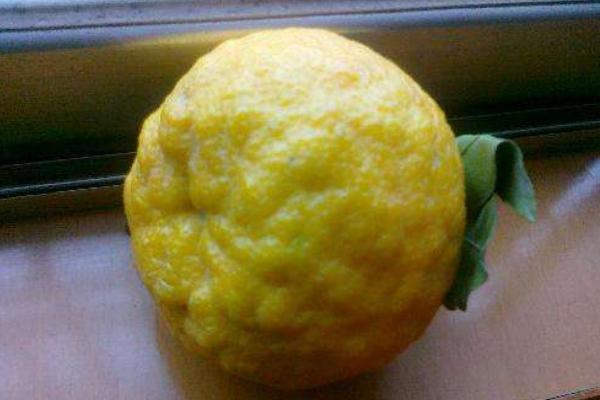 酸柑和檸檬的區別是什么 酸柑和青檸有區別嗎