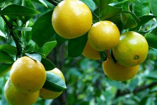 皇帝柑苗市場價格多少錢一棵 皇帝柑種植條件