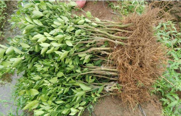 皇帝柑苗市場價格多少錢一棵 皇帝柑種植條件