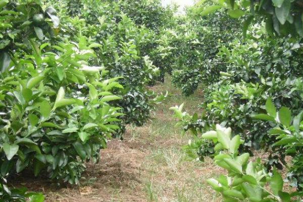 皇帝柑苗市場價格多少錢一棵 皇帝柑種植條件