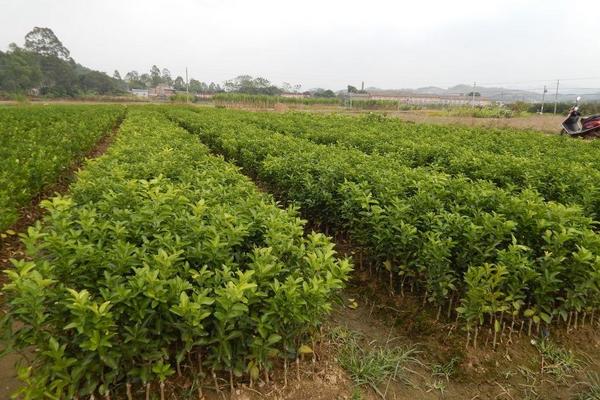 皇帝柑苗市場價格多少錢一棵 皇帝柑種植條件