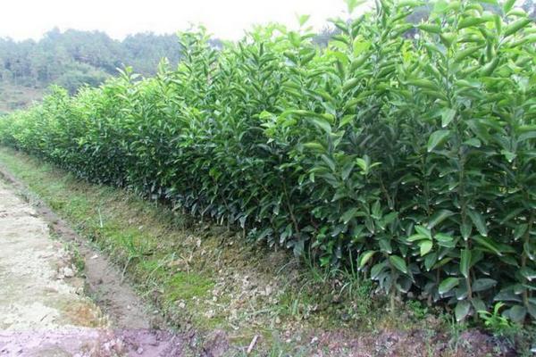 皇帝柑苗市場價格多少錢一棵 皇帝柑種植條件