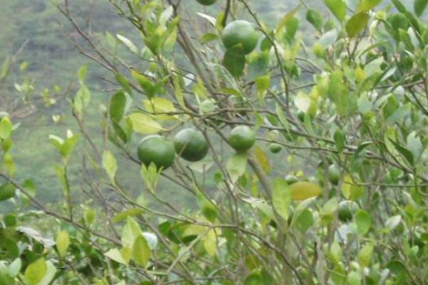 皇帝柑苗市場價格多少錢一棵 皇帝柑種植條件