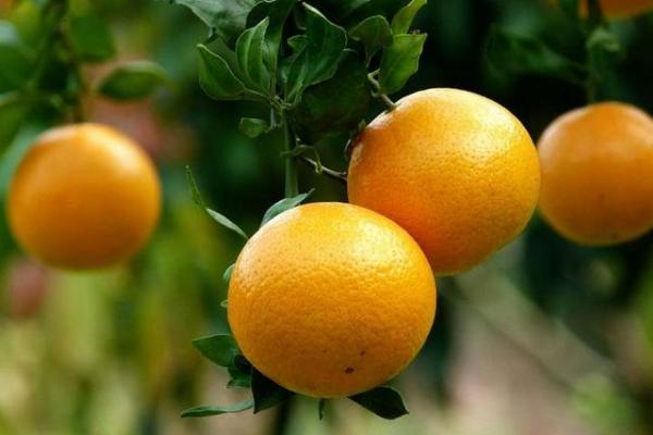 貢柑市場價格多少一斤 貢柑幾月成熟（什么時候上市）