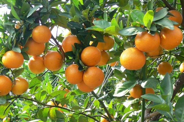 貢柑市場價格多少一斤 貢柑幾月成熟（什么時候上市）