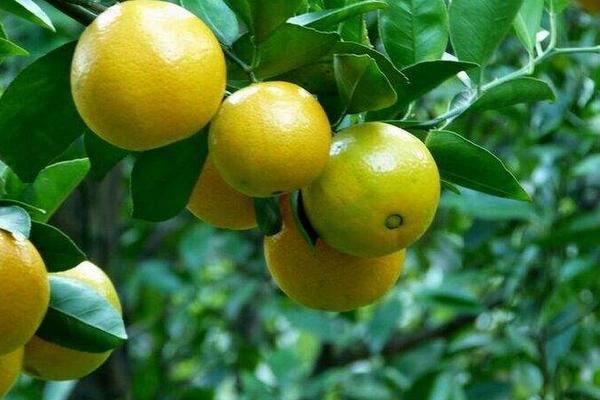 皇帝柑什么時候成熟（幾月上市） 皇帝柑的核能吃嗎